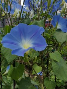 アジサイ 青い花